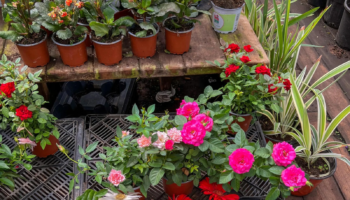 Захистіть рослини в горщиках від зимових морозів: ефективний метод