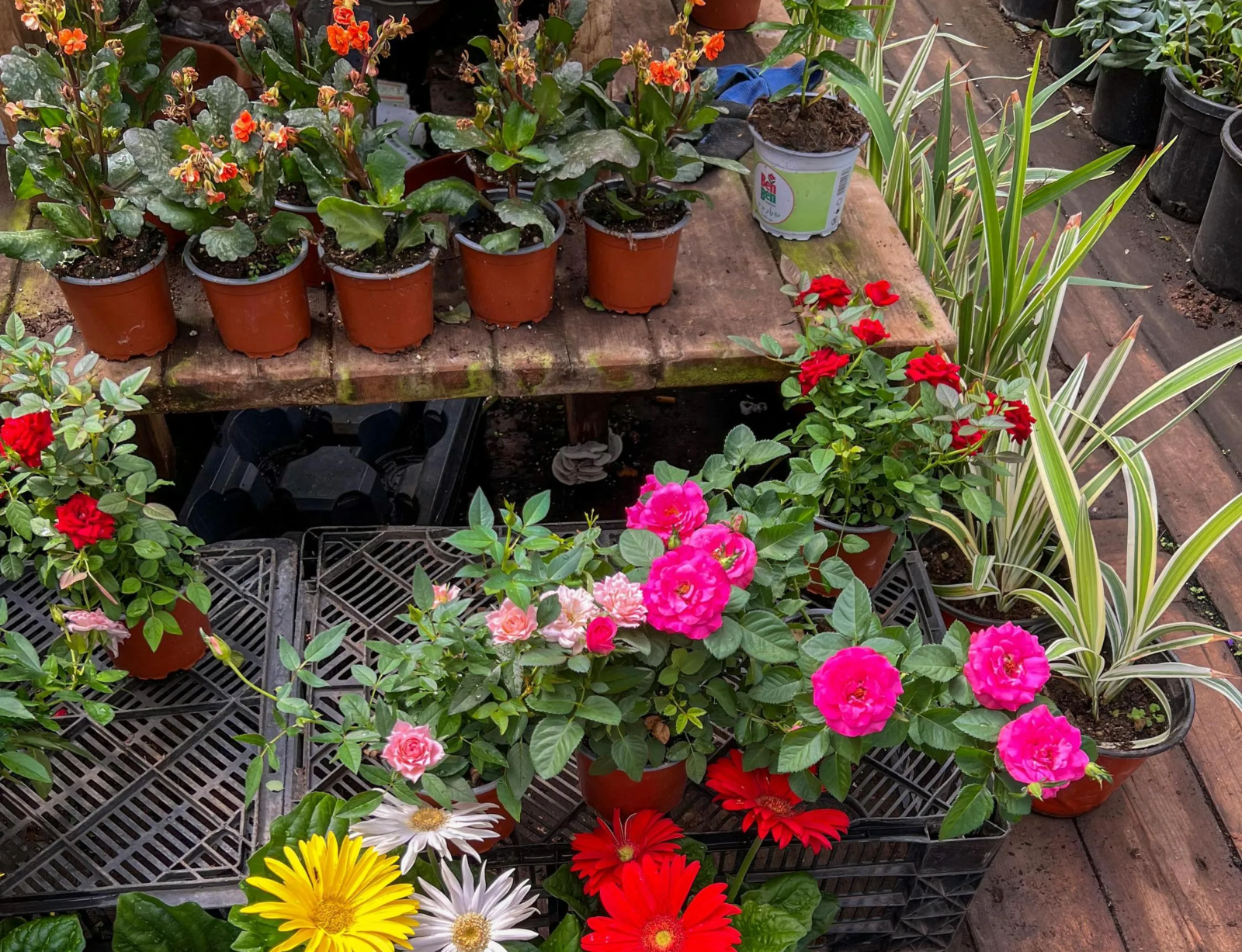 Захистіть рослини в горщиках від зимових морозів: ефективний метод