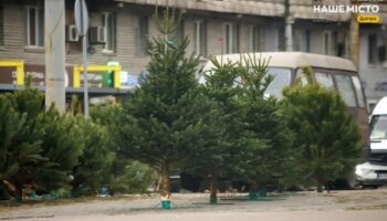 Як зберегти живу ялинку на свята: корисні поради