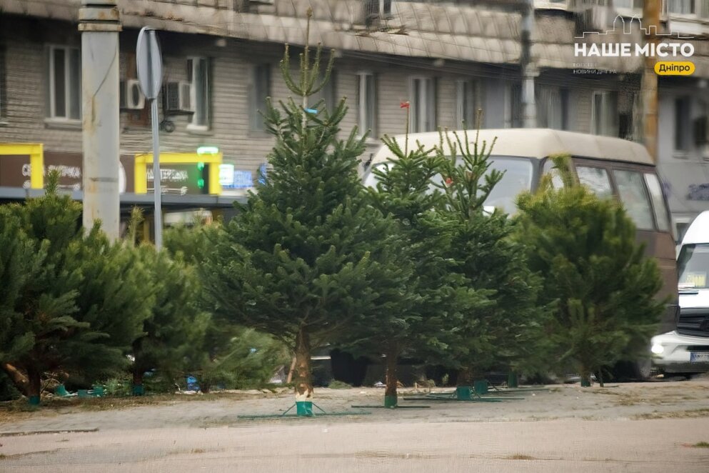 Як зберегти живу ялинку на свята: корисні поради