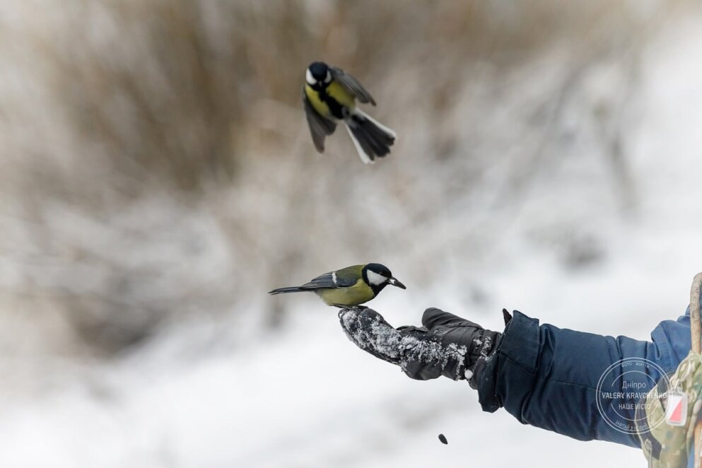 27 грудня: чому в цей день доглядають за кіньми?