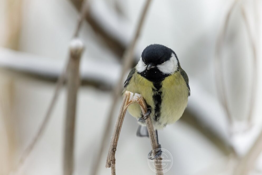 18 грудня – вшановуємо пам'ять св. Севастіяна: традиції та повір’я