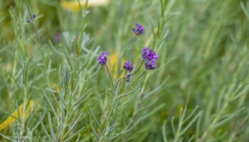 5 грудня – день Сави Освяченого: традиції та прикмети