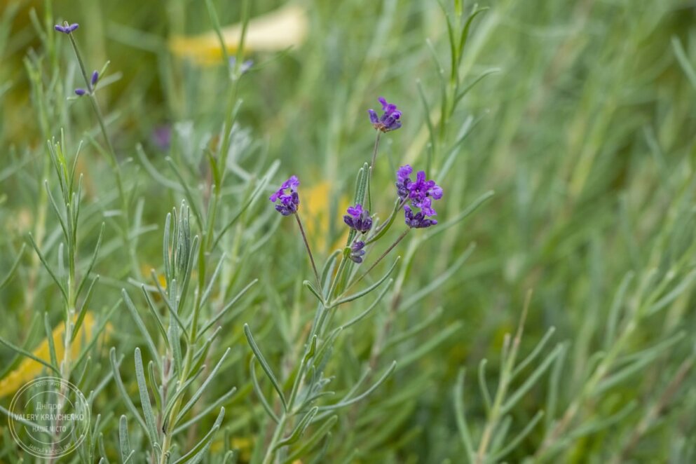 5 грудня – день Сави Освяченого: традиції та прикмети