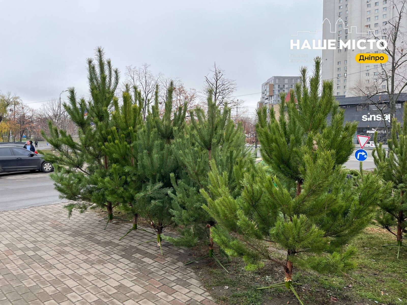 Де у Дніпрі купити новорічну ялинку: 70 адрес офіційних точок продажу