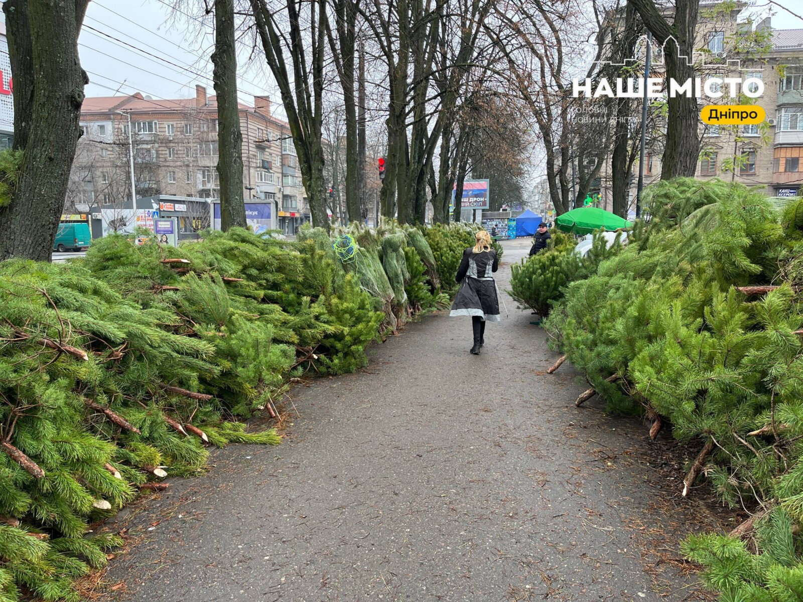 Продаж новорічних ялинок у Дніпрі: ціни та локації
