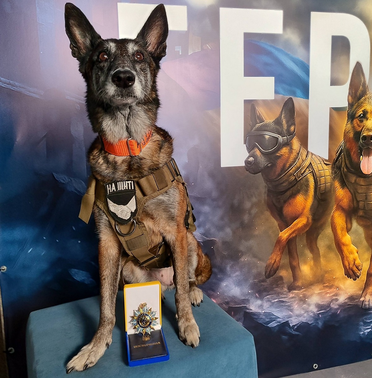 Спаркі з Павлограда: відзнака для собаки-рятувальника