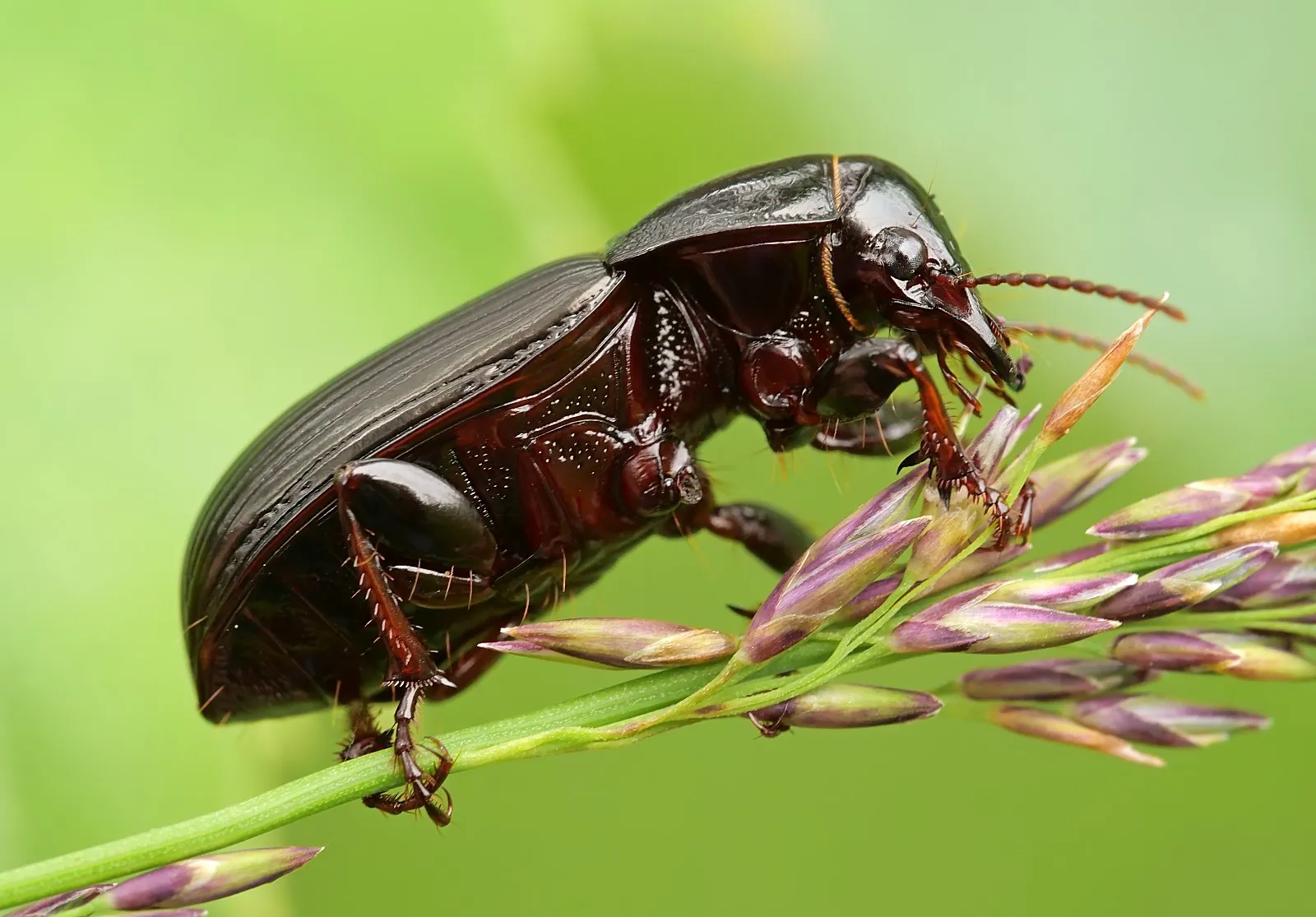 У Дніпропетровській області наростає чисельність шкідливого жука