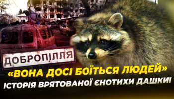 Врятована єнотиха з Донеччини проходить реабілітацію у Дніпрі