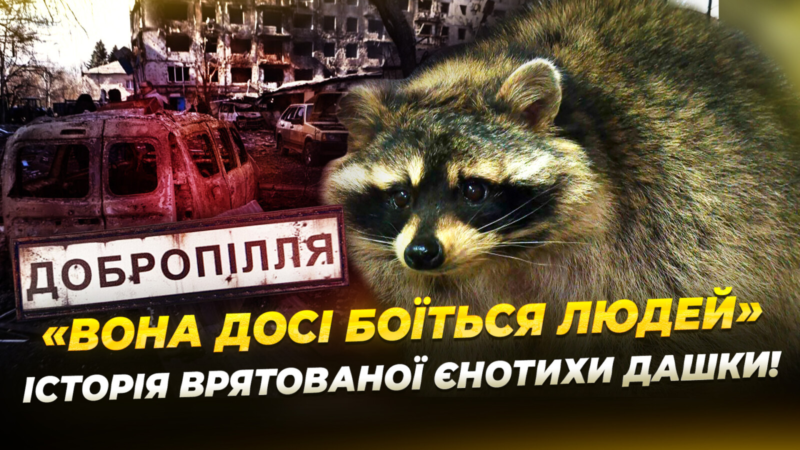 Врятована єнотиха з Донеччини проходить реабілітацію у Дніпрі