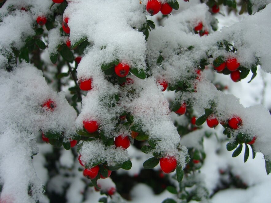 Режим роботи ботсаду Дніпра у лютому 2026 року