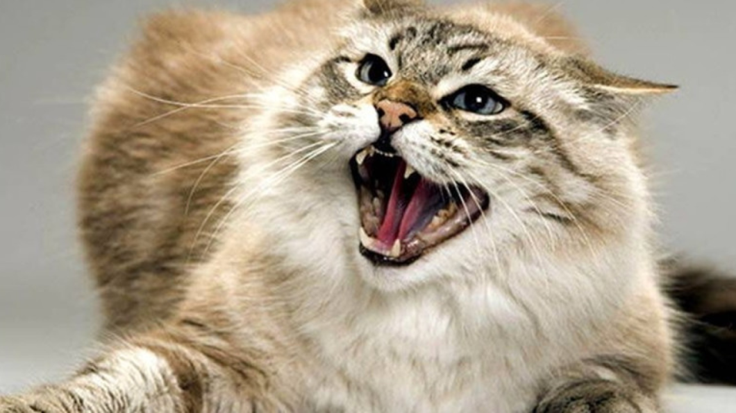 Скажений кіт напав на господарів у Кам'янському