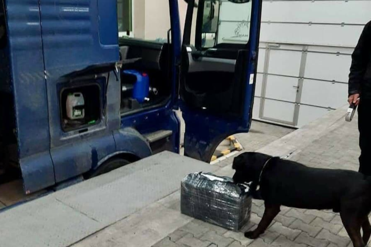 Митниця в Дніпрі: собаки-детектори у пошуках контрабанди