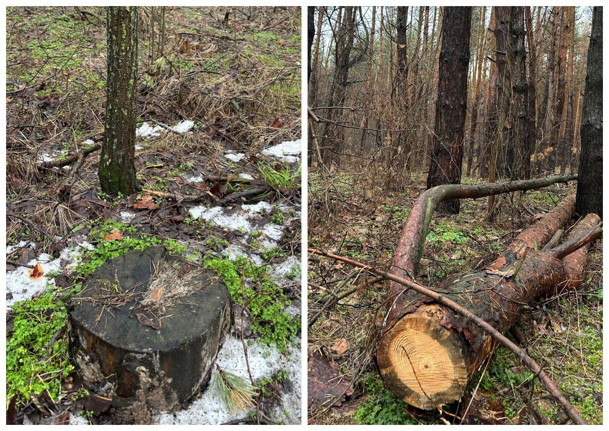 Колишні посадовці Дніпровського лісгоспу підозрюються у збитках на 22 млн грн