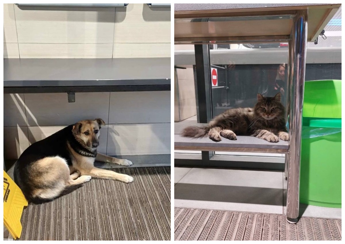 АТБ у Дніпрі змінило правила через скандал з безпритульною собакою