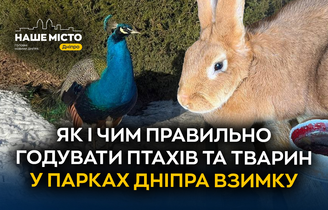 Як правильно годувати птахів у парках Дніпра: корисні поради