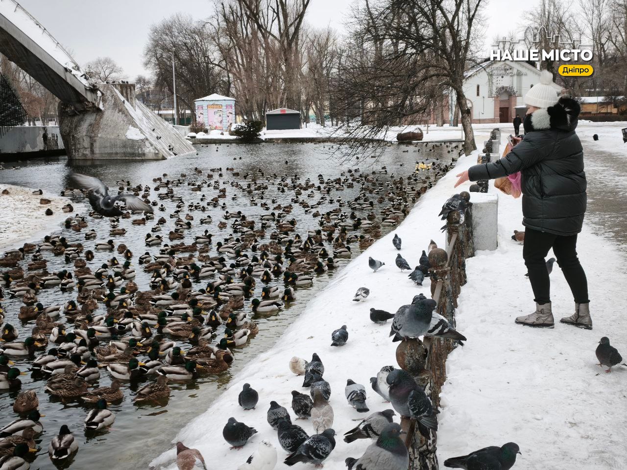 Тисячі птахів зимують у парку Дніпра