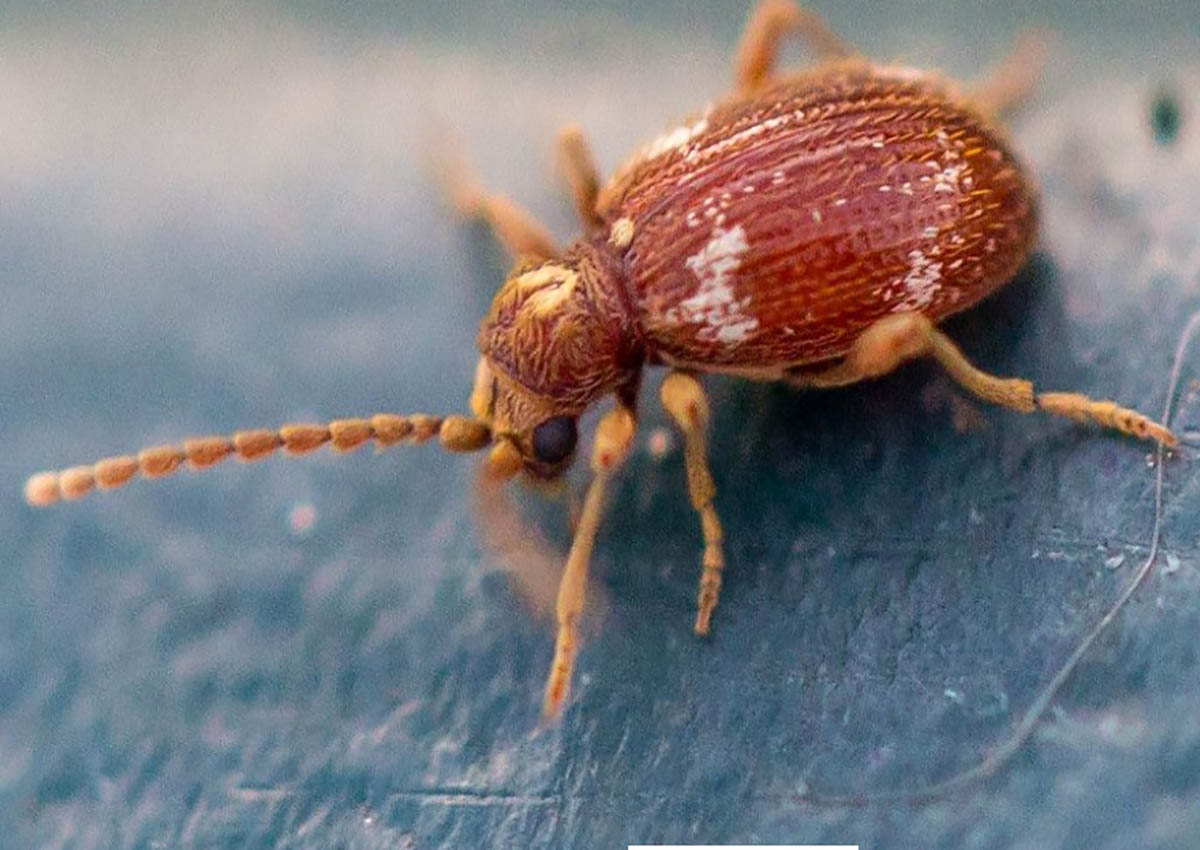 Жук-злодій: непроханий гість у домівках Дніпра