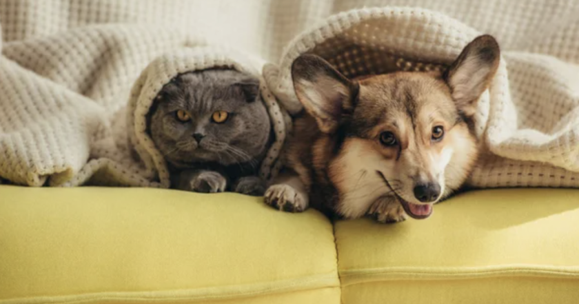 Як зігріти домашніх улюбленців у холодну пору?