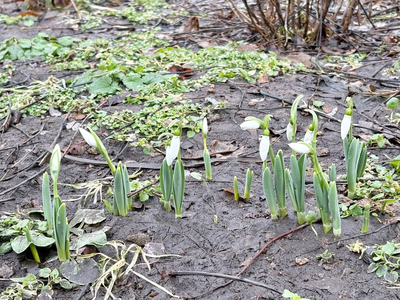 Перші підсніжники у Дніпрі: весняне пробудження на Монастирському острові